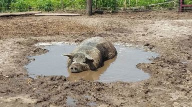 Keeping Pigs Cool on Hot Summer Days: the Niman Ranch Way - Niman Ranch