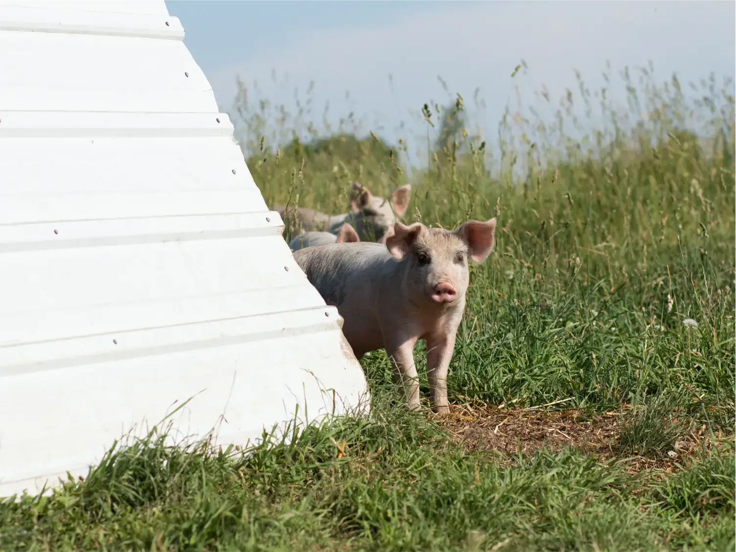 certified humane ranching