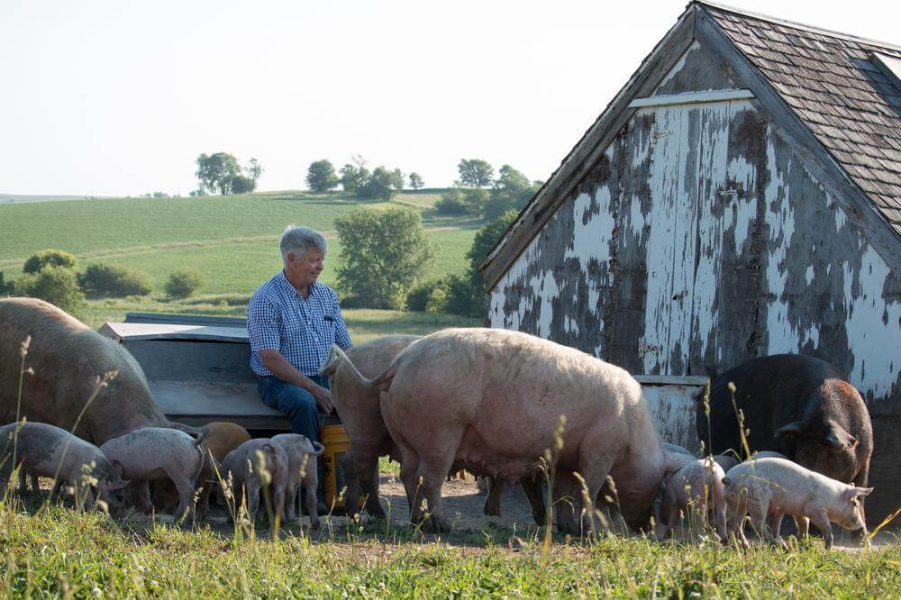 animal care at niman