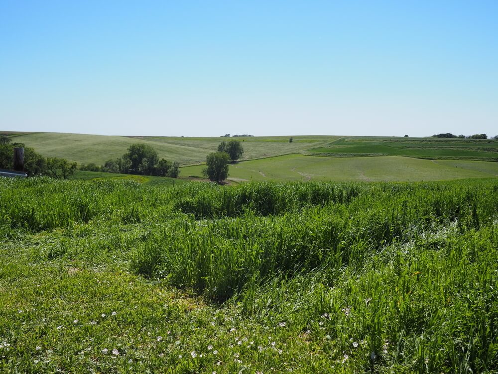 animal care at niman